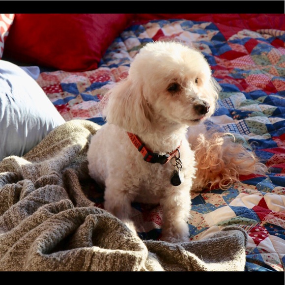 Meet your Posher, Lilly - Picture 3 of 4